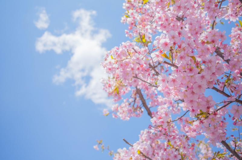 kawazu_cherry_blossoms_kawagoe_koedo__202394431_